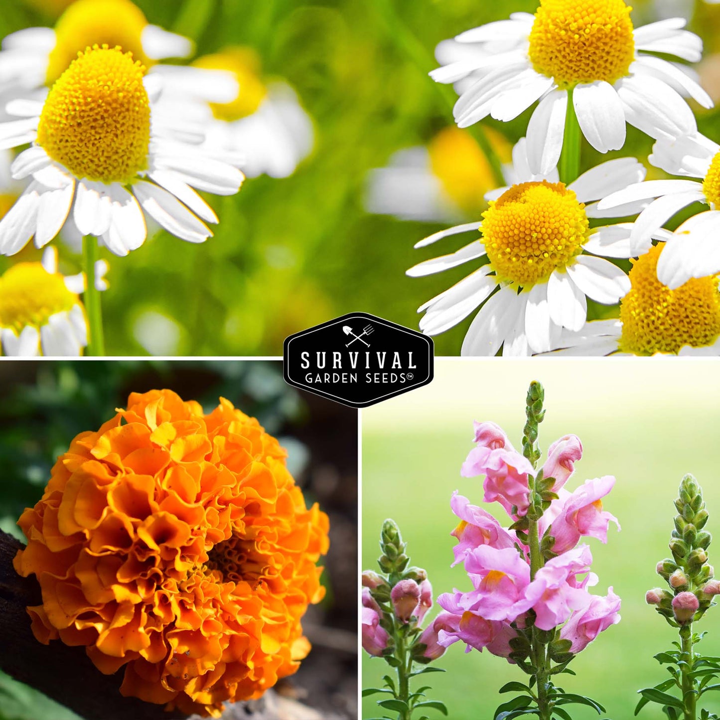 10 Flower Seed Collection - 10 Colorful & Useful Flower Varieties