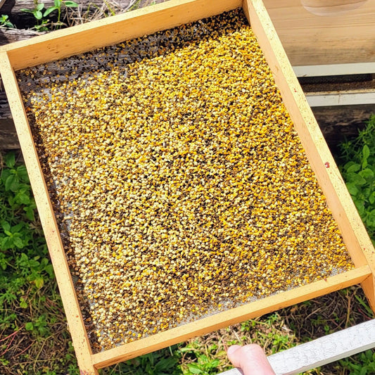 Fresh Birmingham Bee Pollen, image 2 of 2