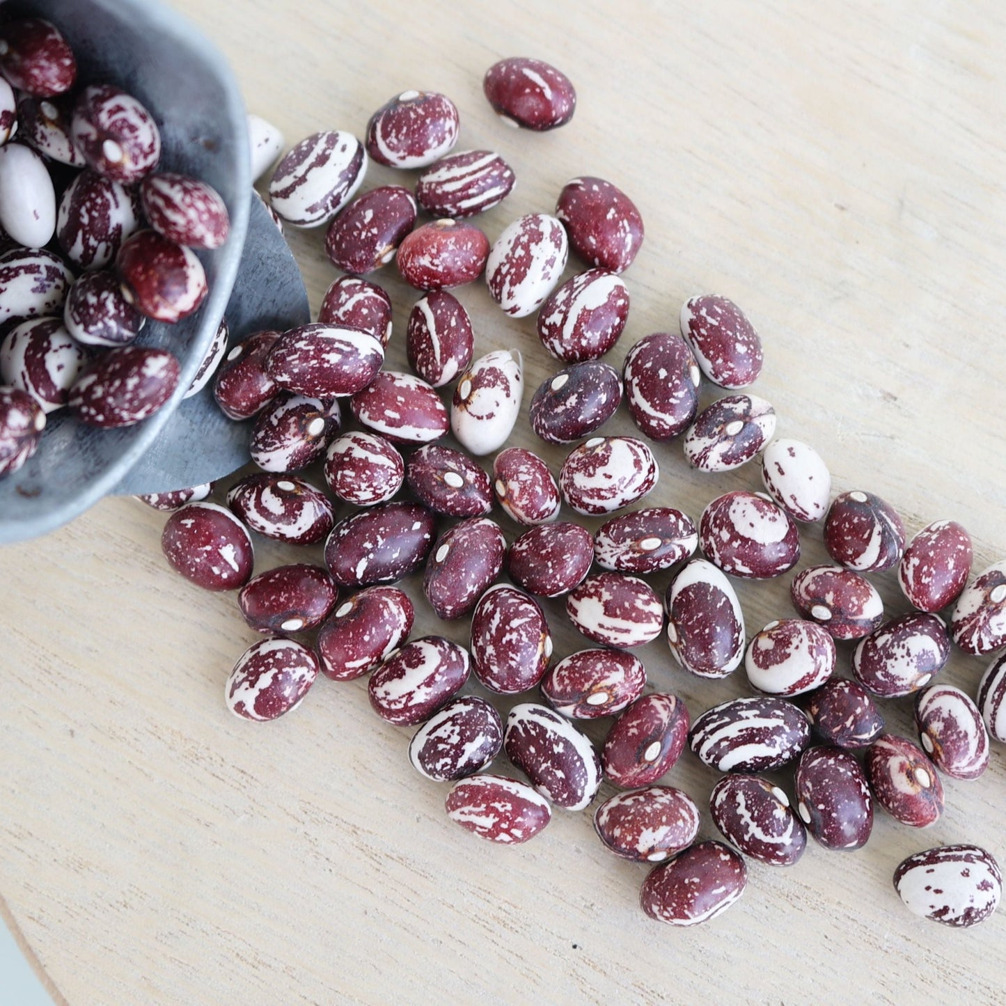 Good Mother Stallard Bean (Pole)