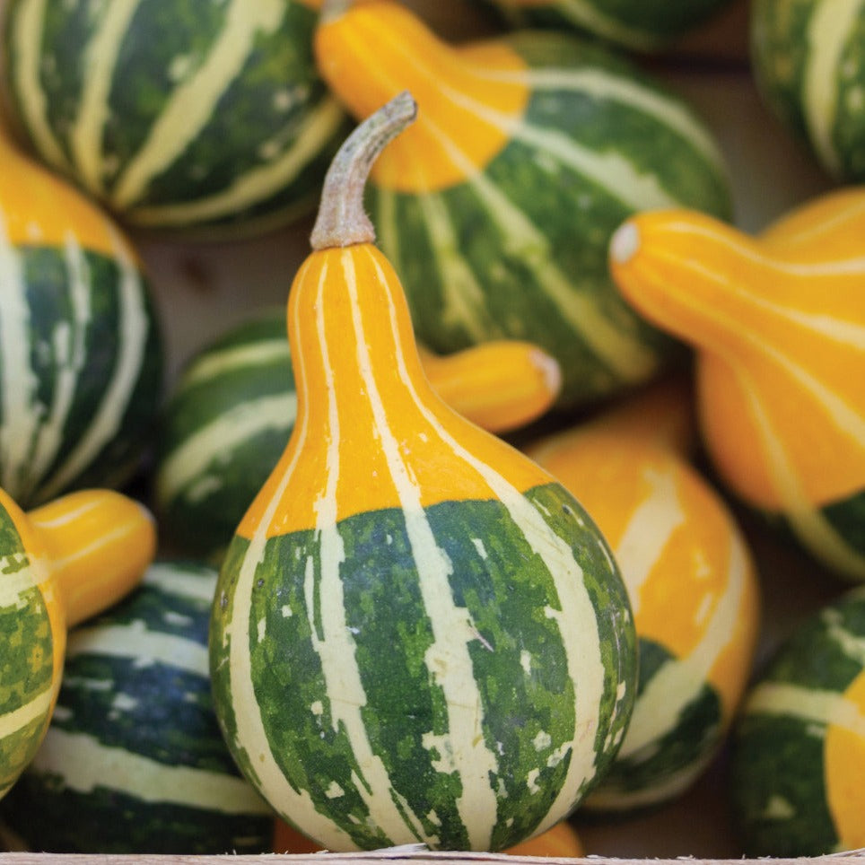 Bi-Color Pear Gourd by MIgardener