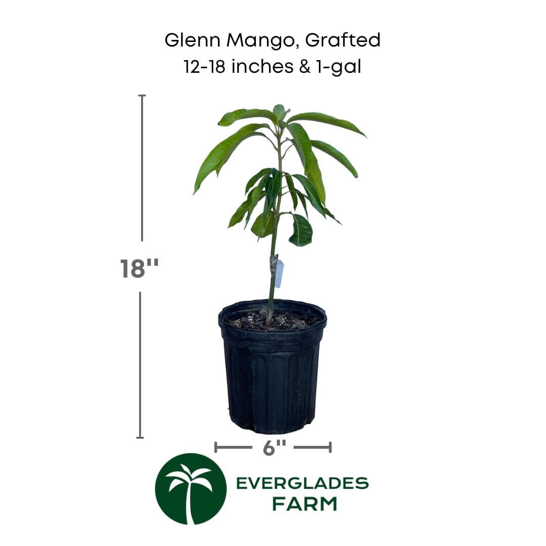 Glenn Mango Tree, Grafted, Fruit Trees from Everglades Farm