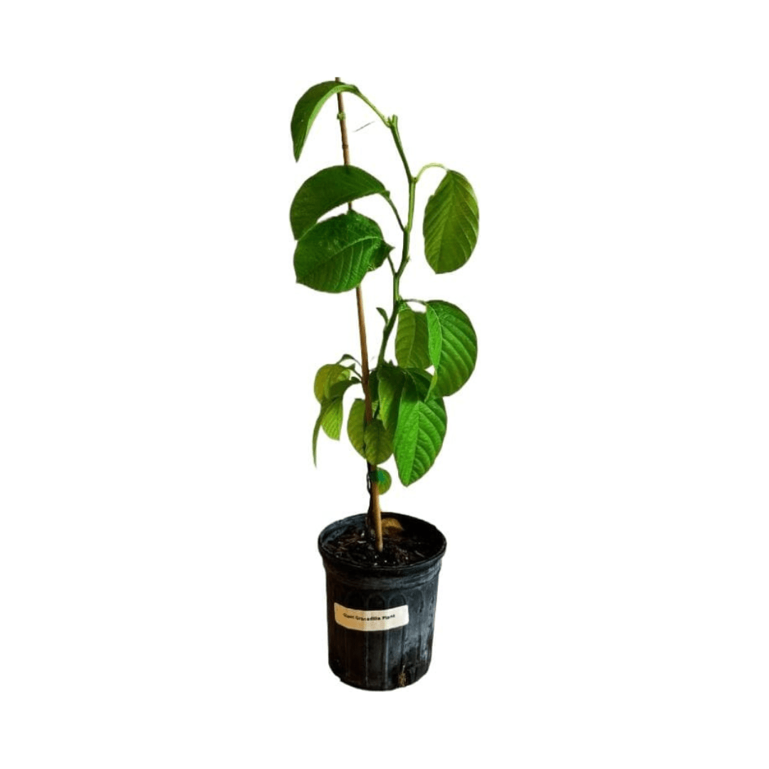 Giant Granadilla Plant from Everglades Farm