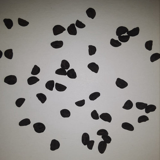 Grandpa Ott Morning Glory Vining Flower Seeds.