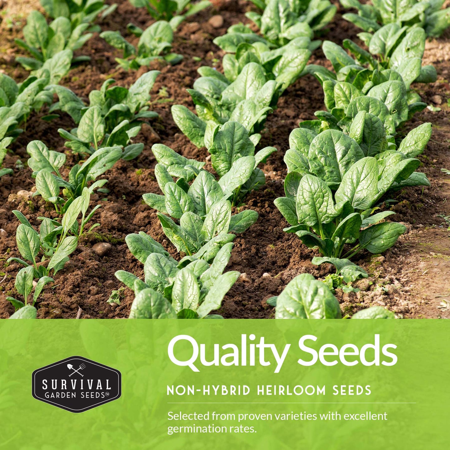 Greens Collection - Spinach, Arugula, Kale, Lettuce & Swiss Chard