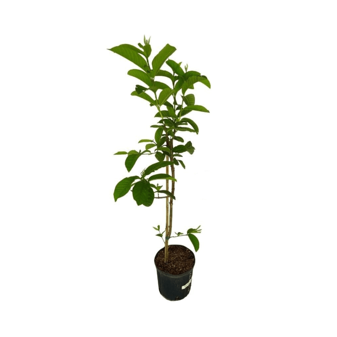 Barbie Pink Guava Tree, image 4 of 4