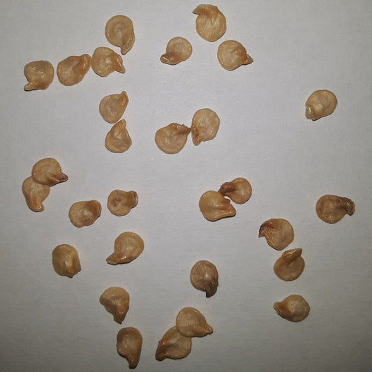 Habanero Red VERY HOT Pepper Seeds