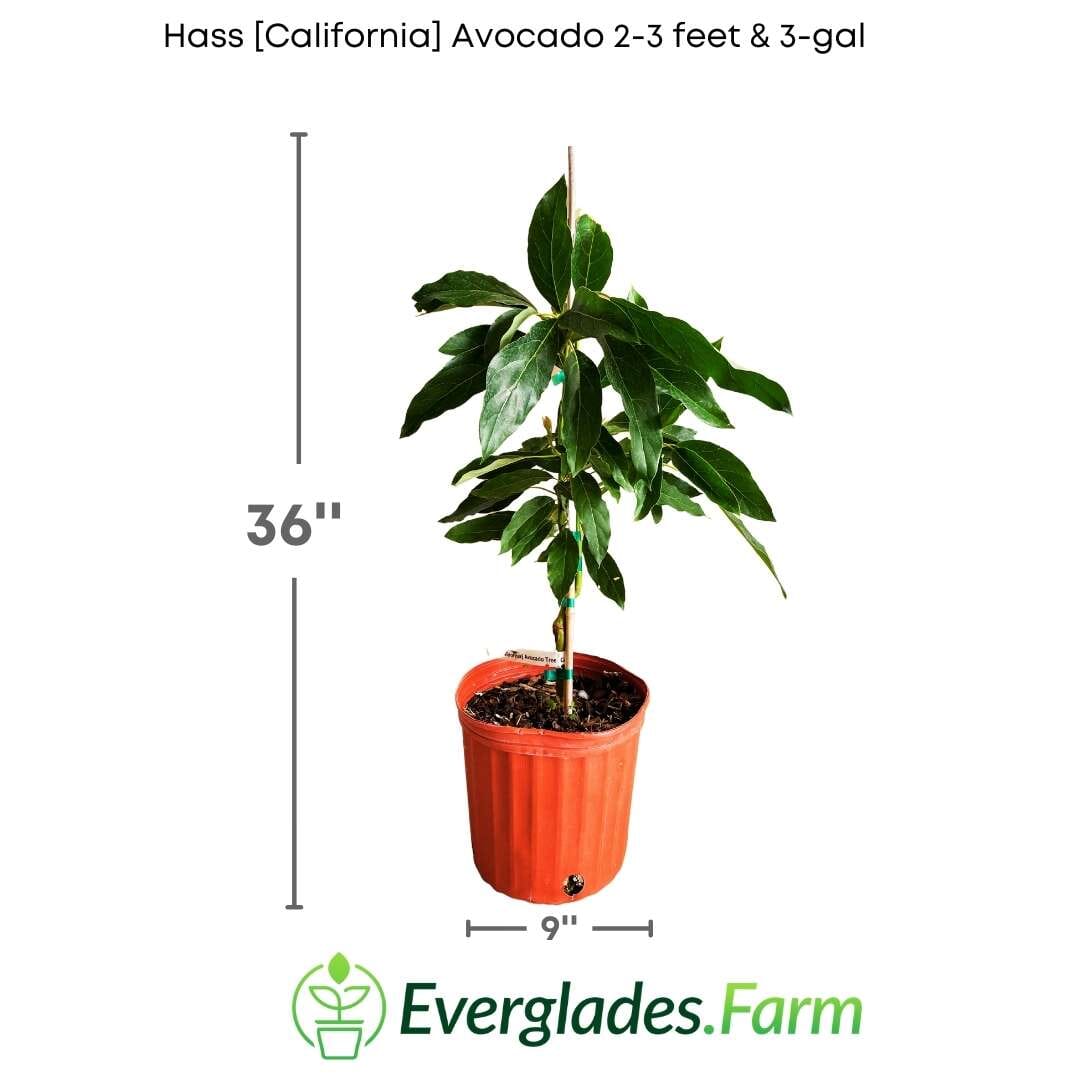 Hass California Avocado Tree, Grafted
