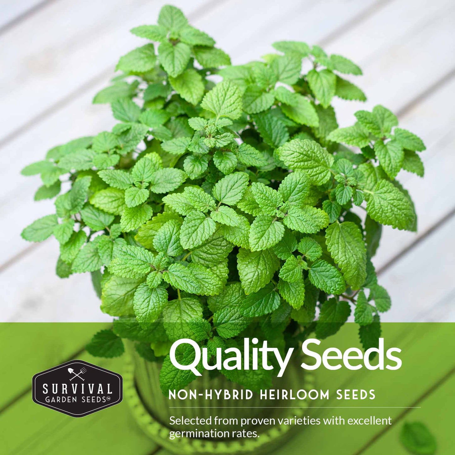 Herb Collection - Basil, Cilantro, Dill, Lemon Balm, Parsley
