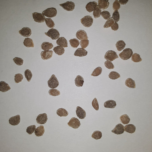 Marion Southern Heirloom Tomato Seeds