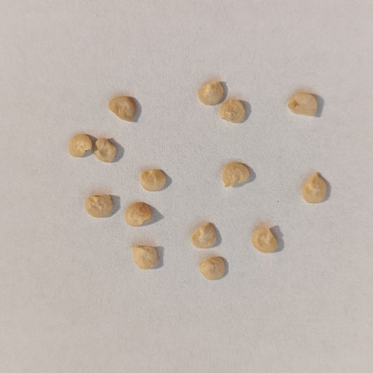 Red Peter Hot Pepper Seeds