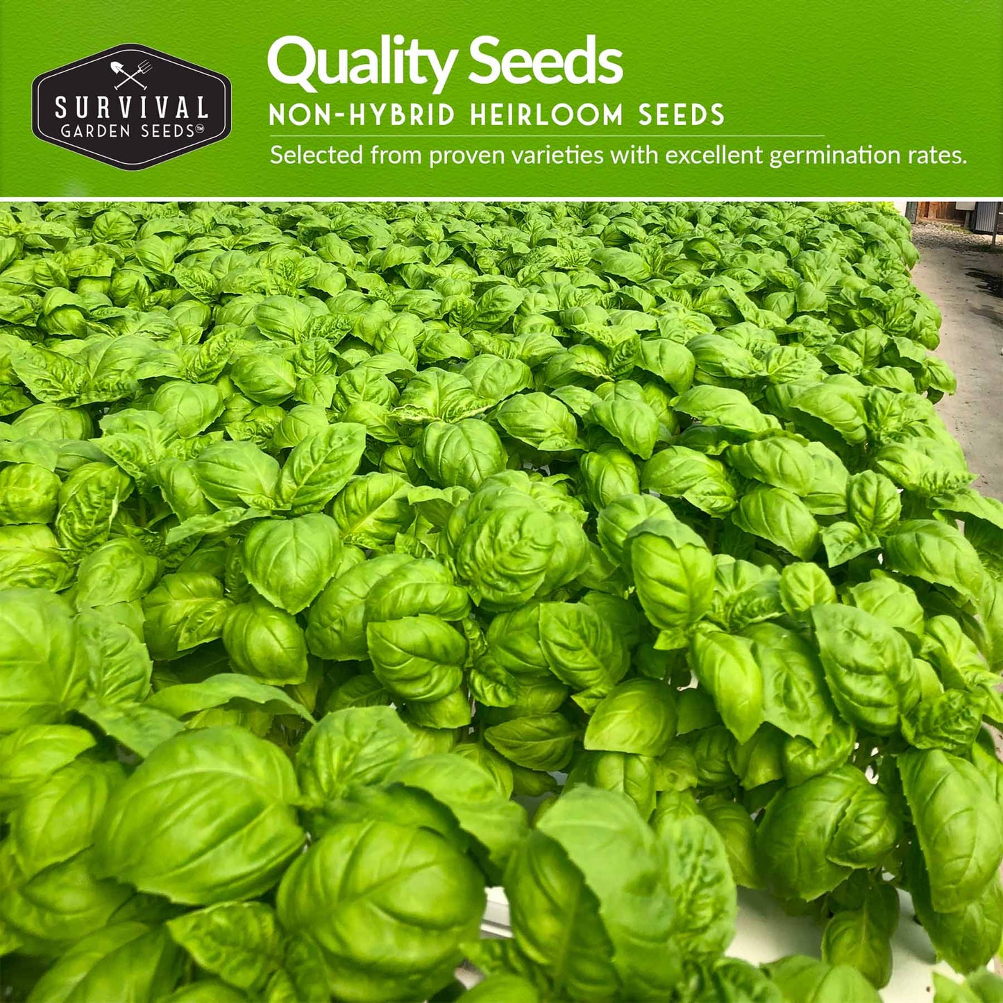 Hydroponic Herb Seed Collection
