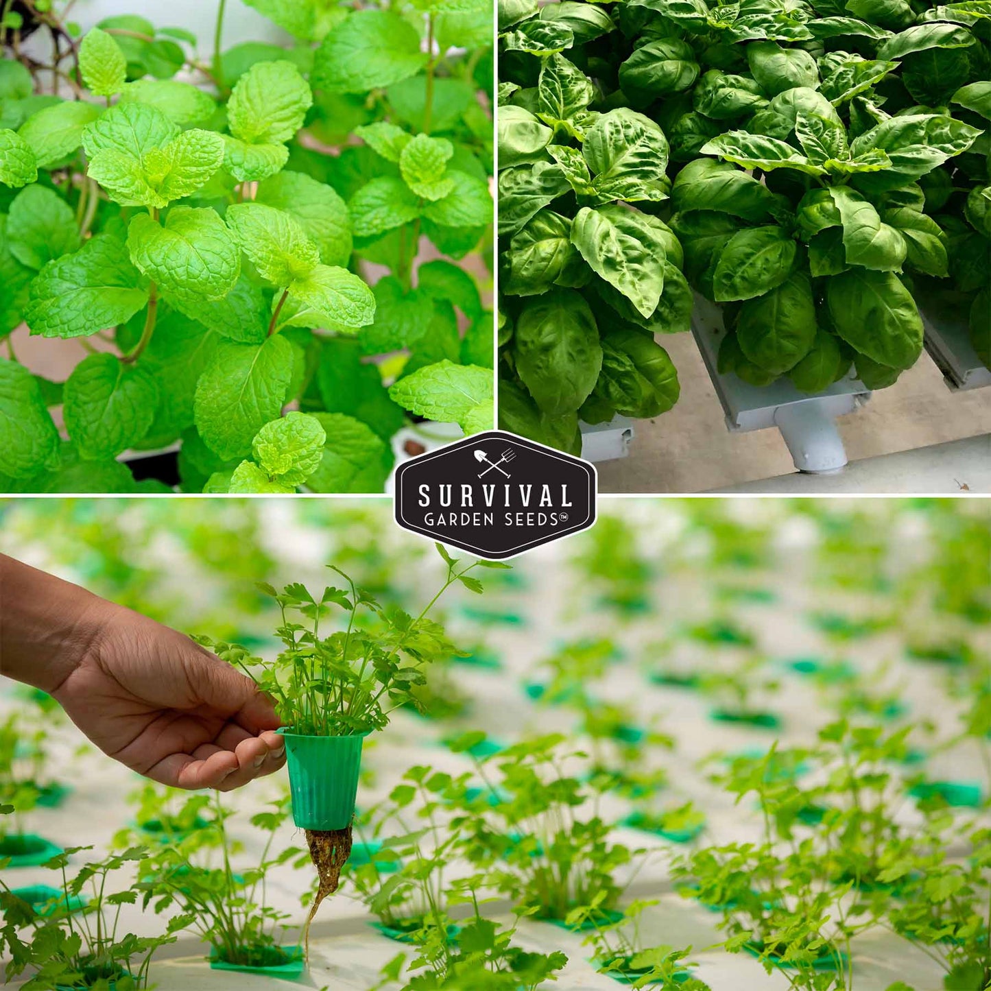 Hydroponic Herb Seed Collection