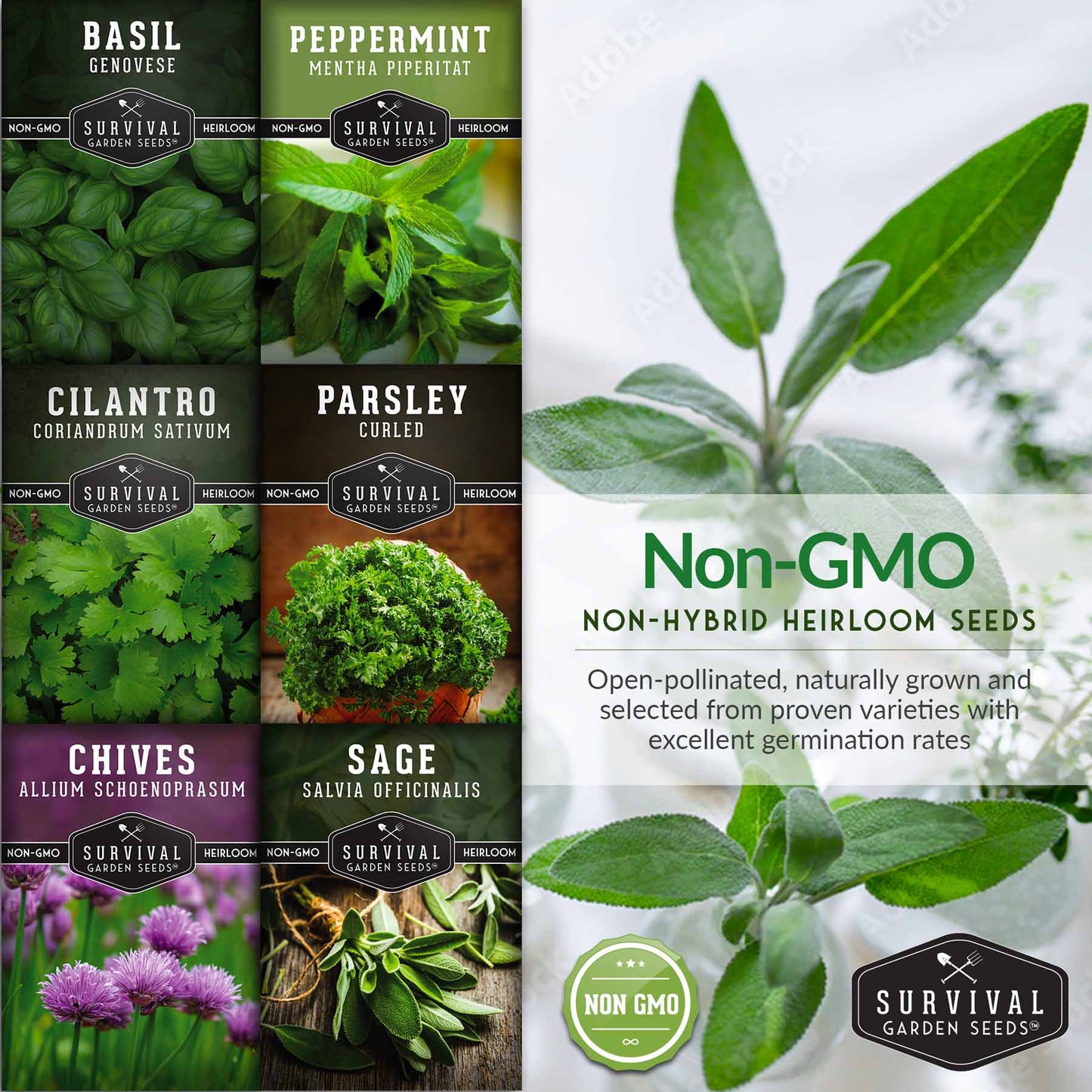 Hydroponic Herb Seed Collection