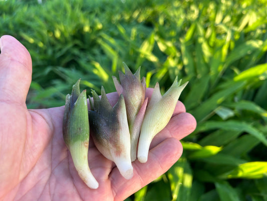 MYOGA Ginger | Suzuki Farm | 1 pack