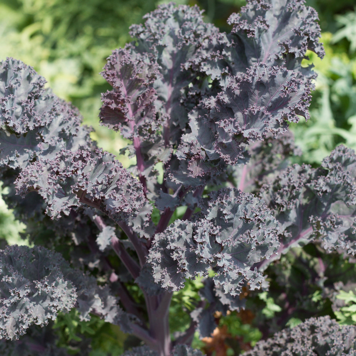 Scarlet Kale by MIgardener