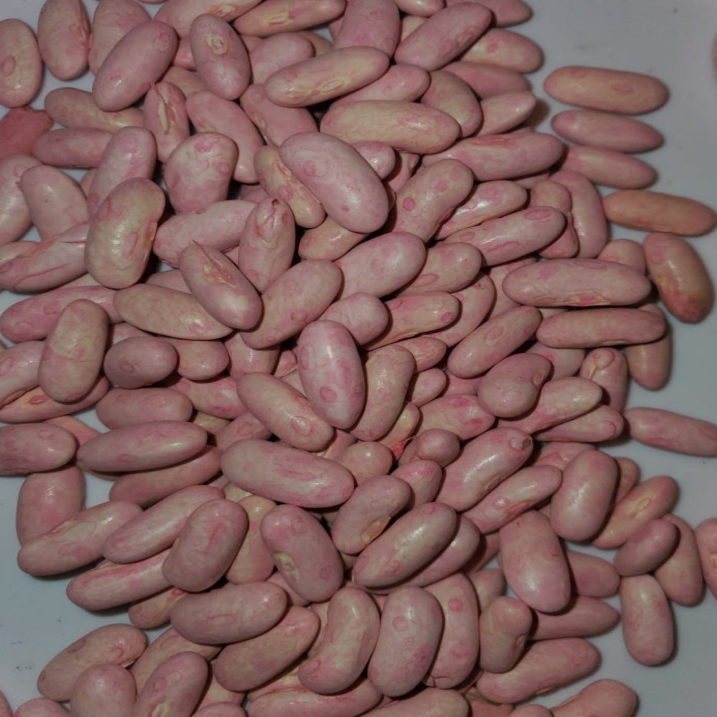 Strike Bush Green Bean Untreated and Treated Seeds