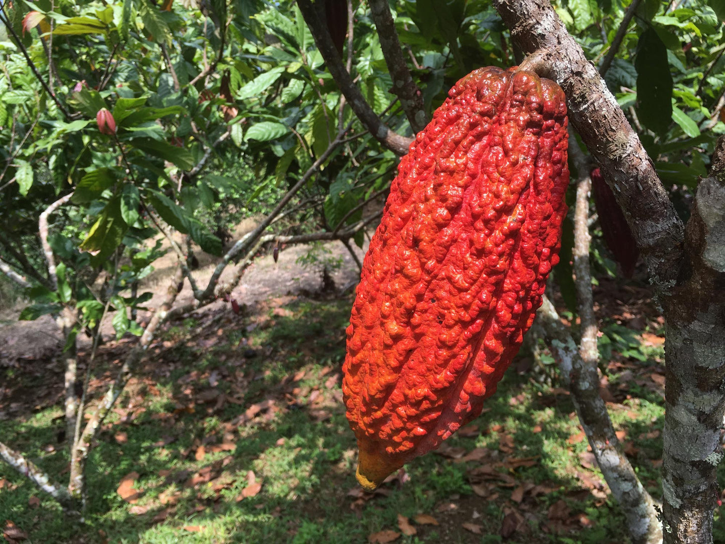 Limited Release, Cacao Fruit White Chocolate