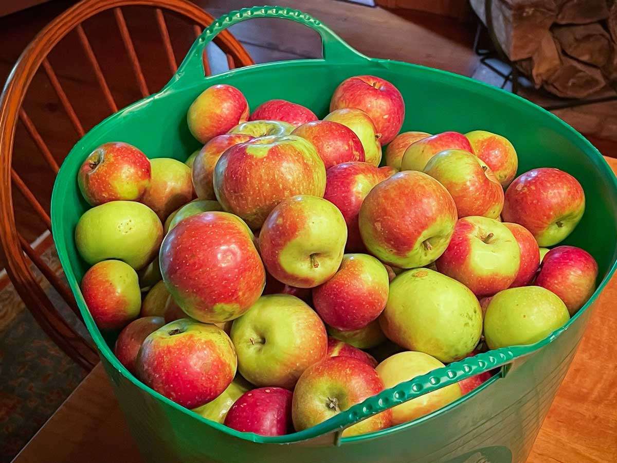 Limited Release, Spiced Apple Cider