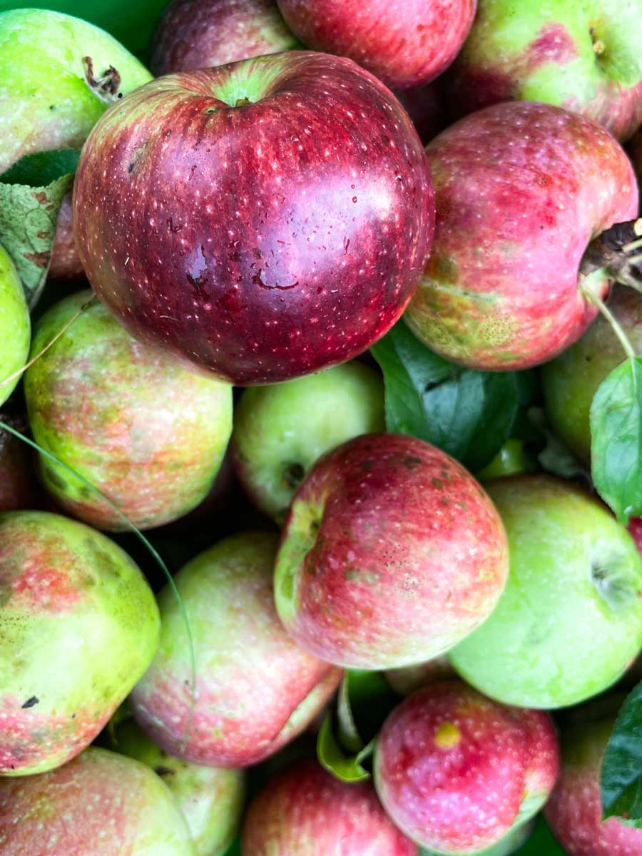 Limited Release, Spiced Apple Cider