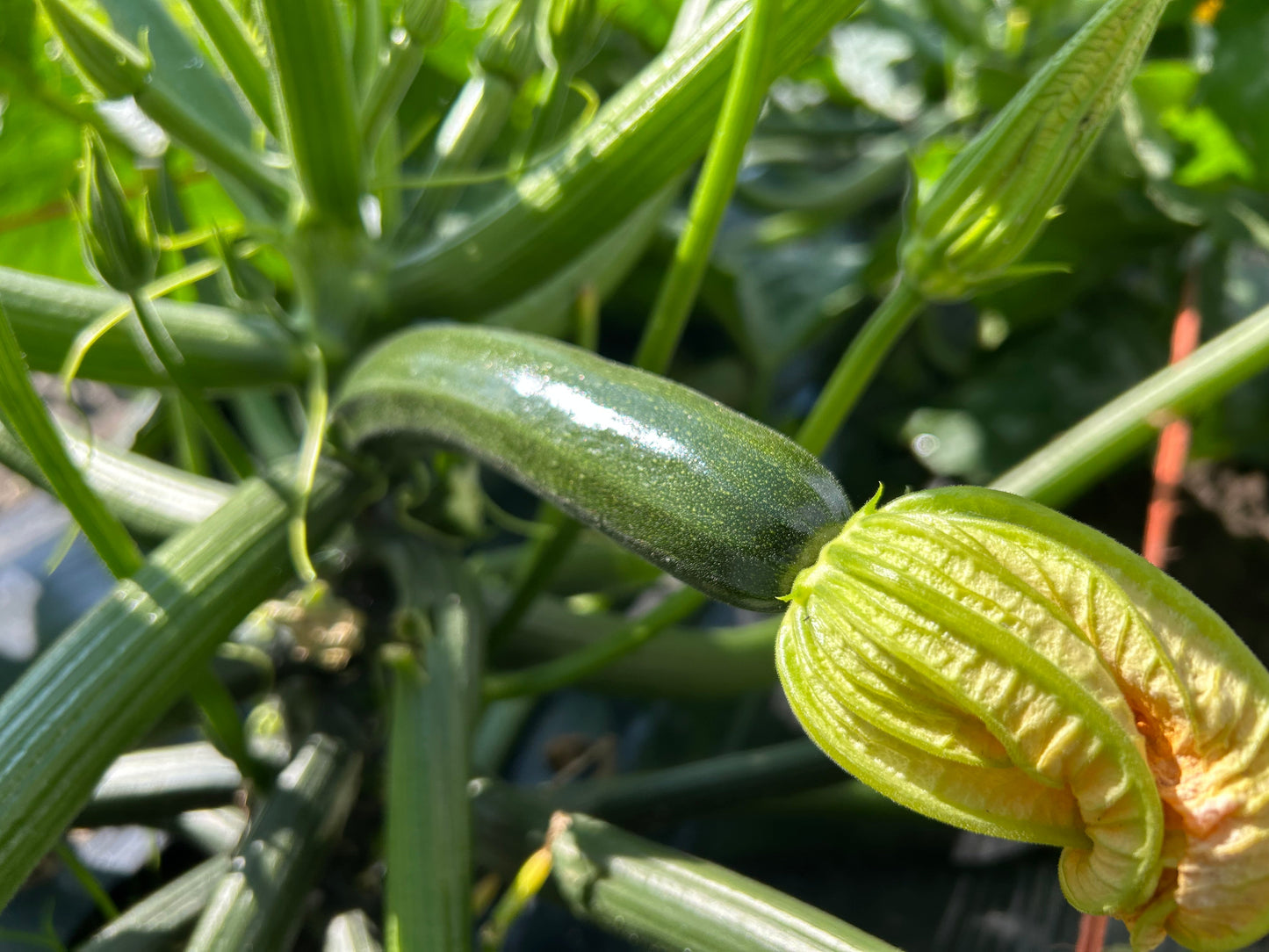 Young Zucchini | Suzuki Farm | 2-3 pc