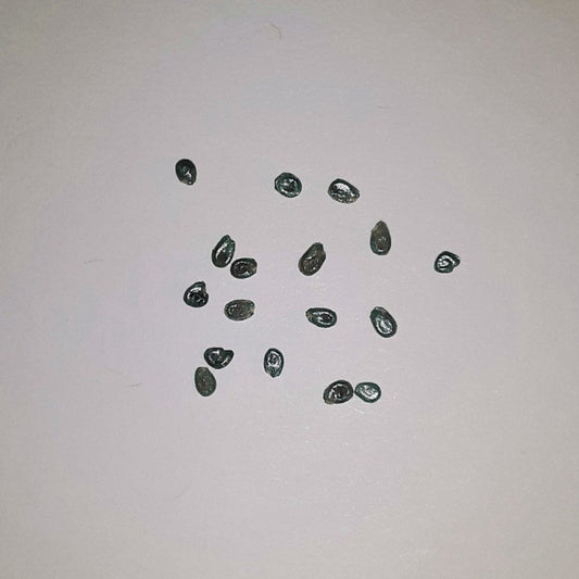 Jet Star Hybrid Treated Tomato Seeds