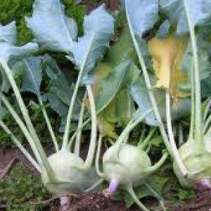KOHLRABI Seeds, Early White Vienna