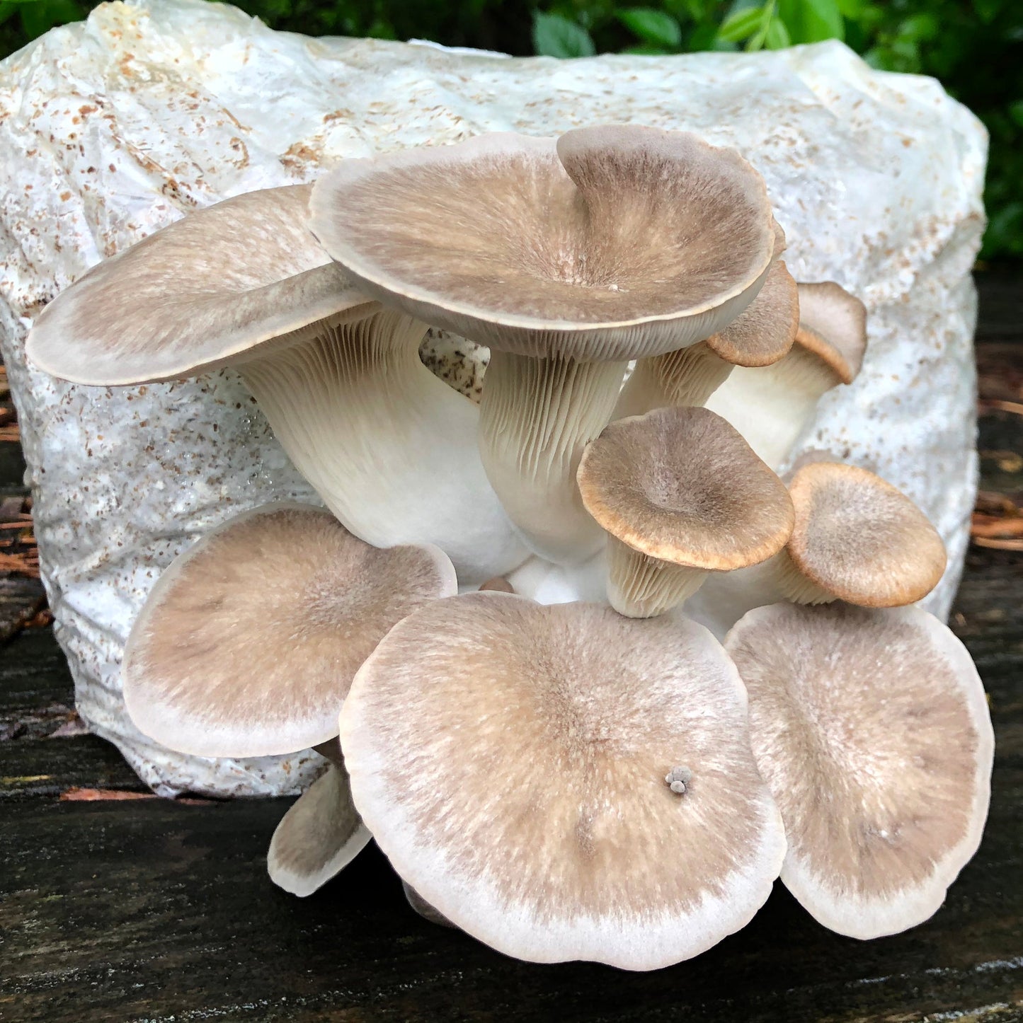 Oyster Mushroom Sawdust Spawn - (Pleurotus spp.) - 5lb