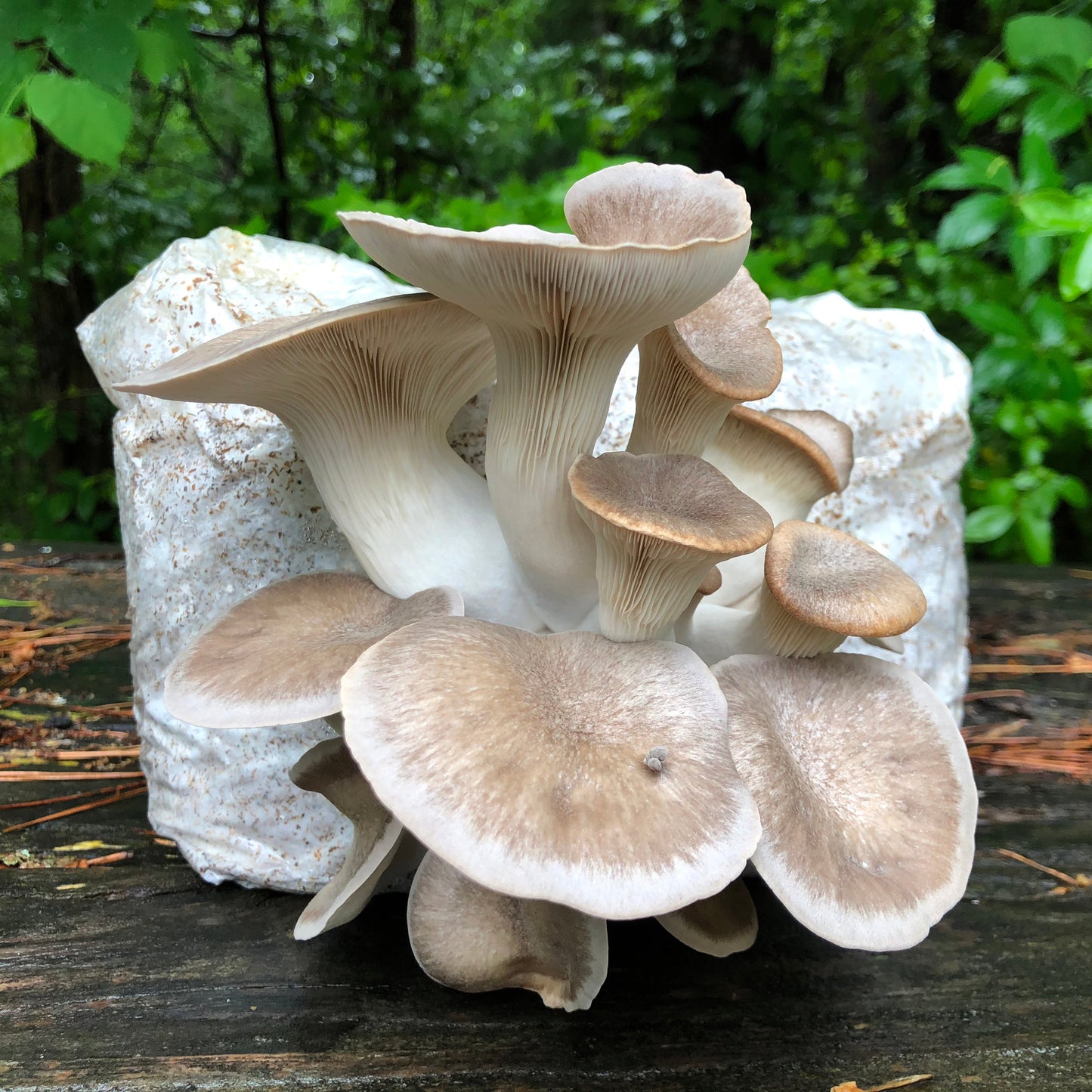 Oyster Mushroom Sawdust Spawn - (Pleurotus spp.) - 5lb
