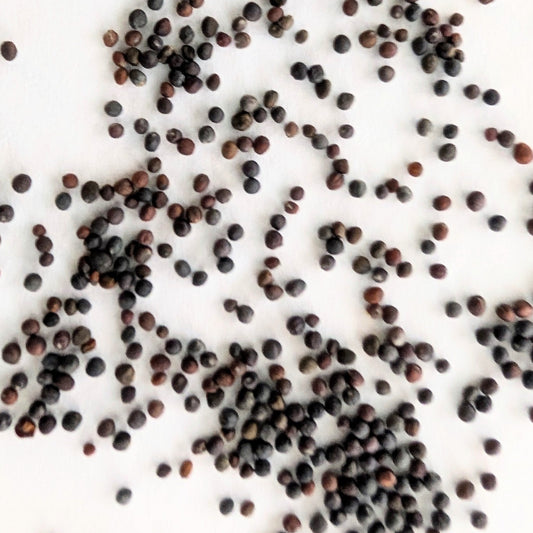 Kohlrabi QuickStar Hybrid Seeds