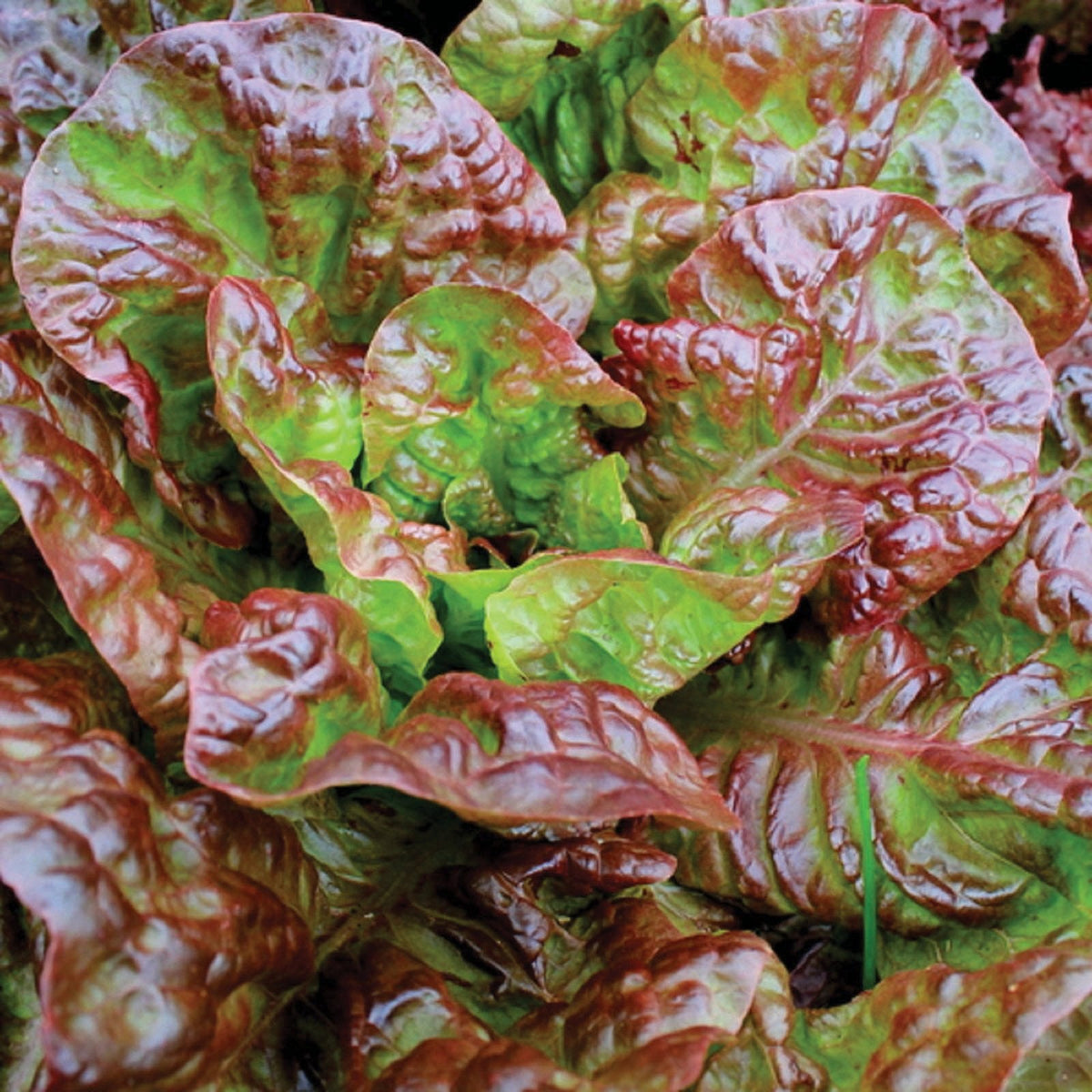 Prizehead Leaf Lettuce by MIgardener