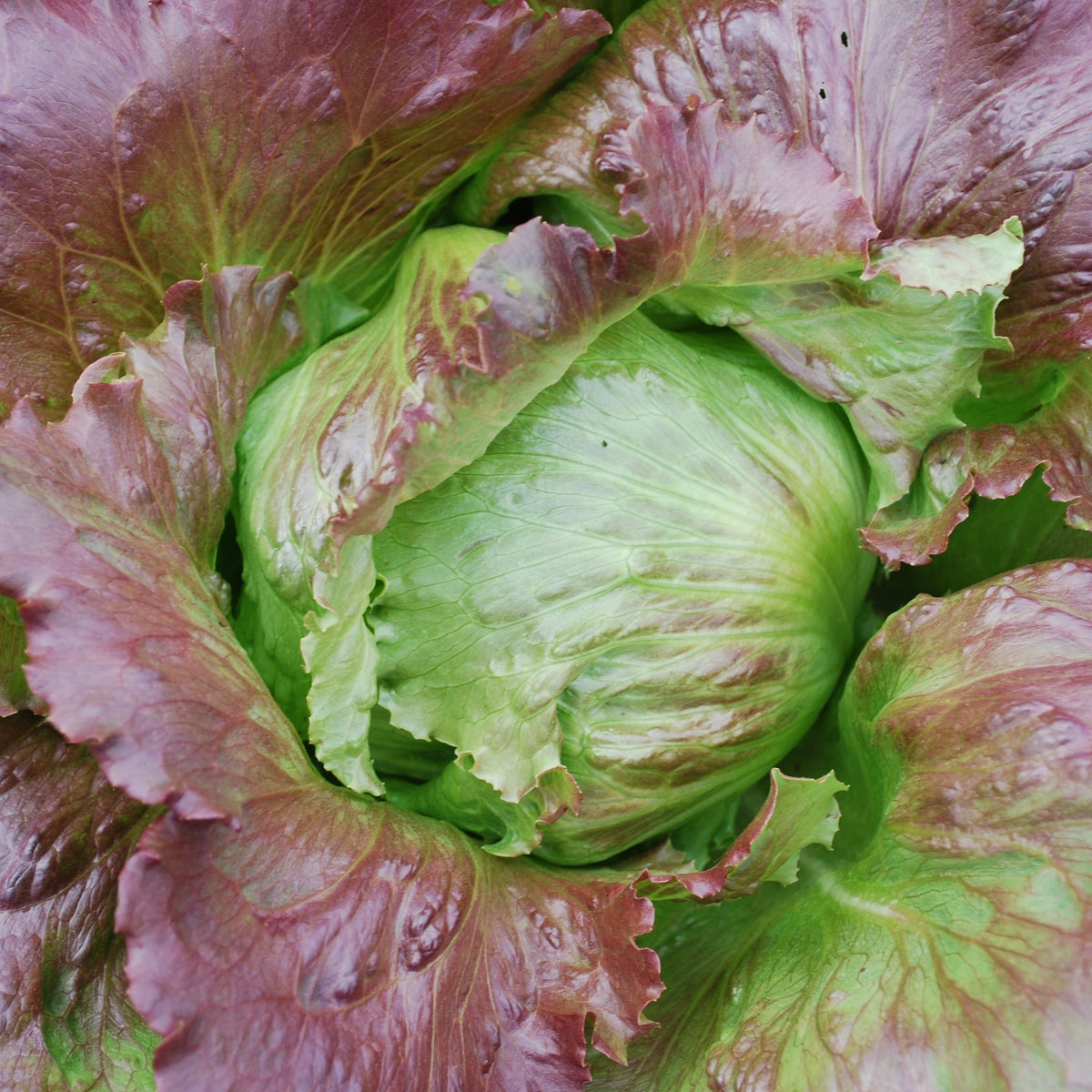 Pablo Lettuce by MIgardener