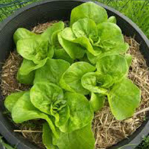 LETTUCE Seeds, Buttercrunch