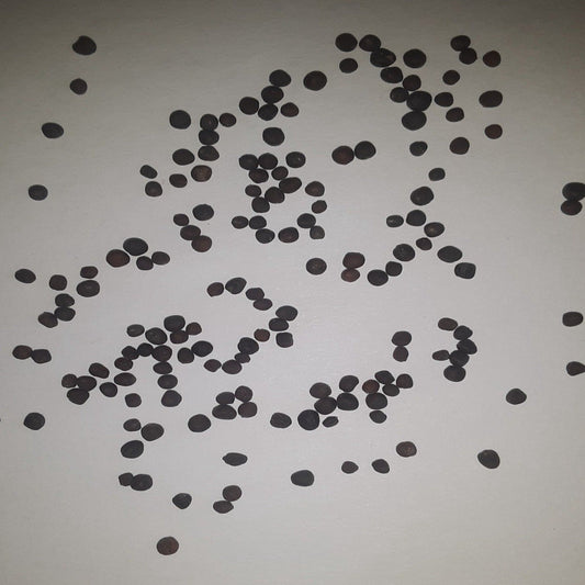 Late Flat Dutch Premium Heirloom Cabbage Seeds