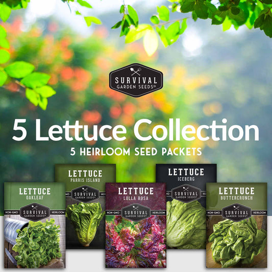 5 Lettuce Collection - Buttercrunch, Oakleaf, Lolla Rosa, Parris Island, Iceberg