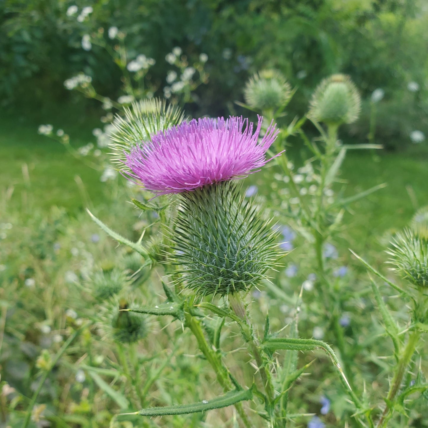 Milk Thistle