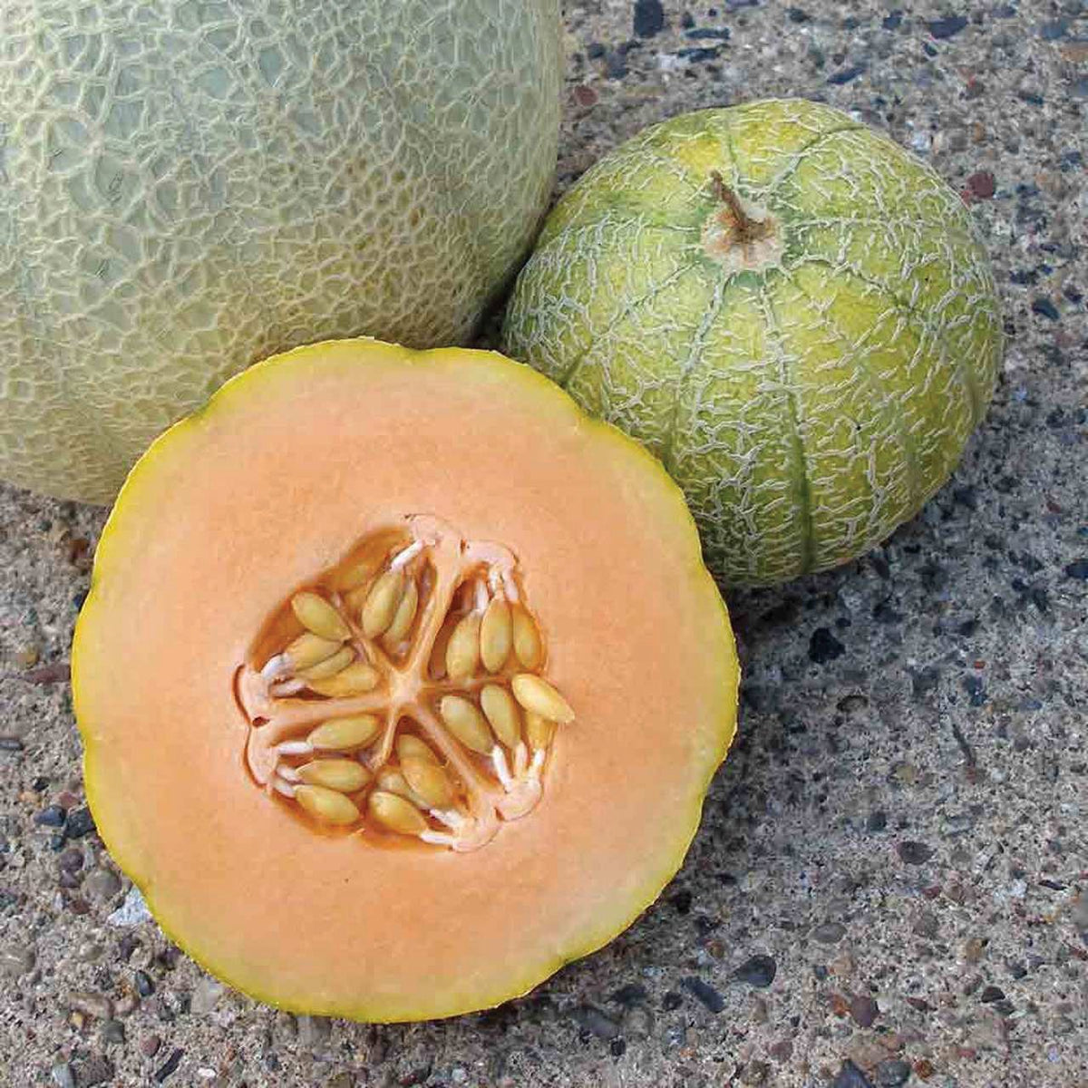 Minnesota Midget Cantaloupe Melon by MIgardener