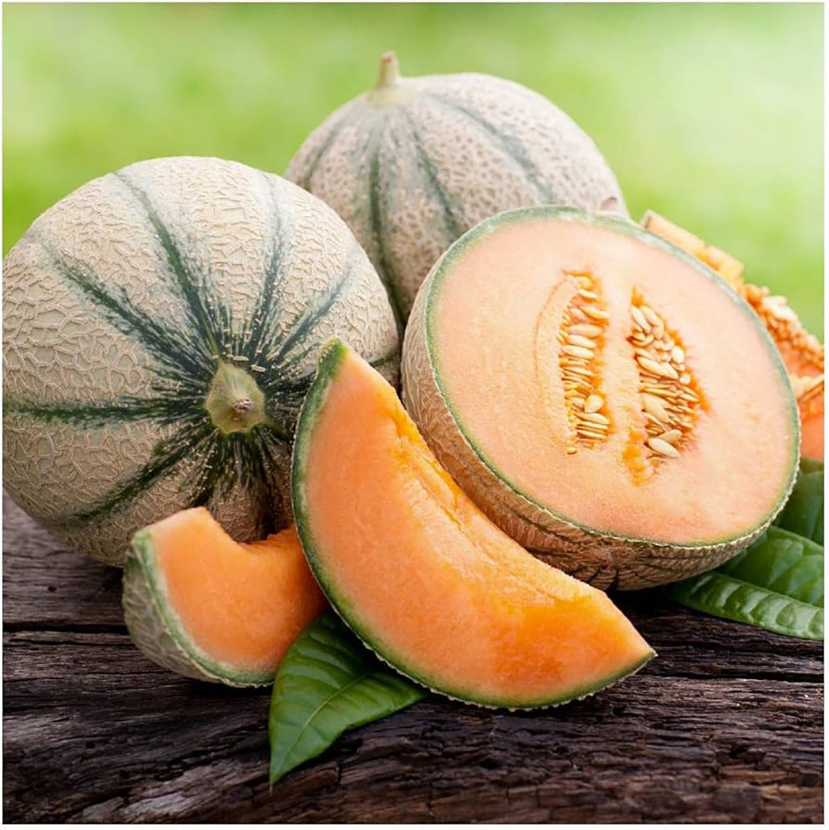 Planters Jumbo Cantaloupe by MIgardener