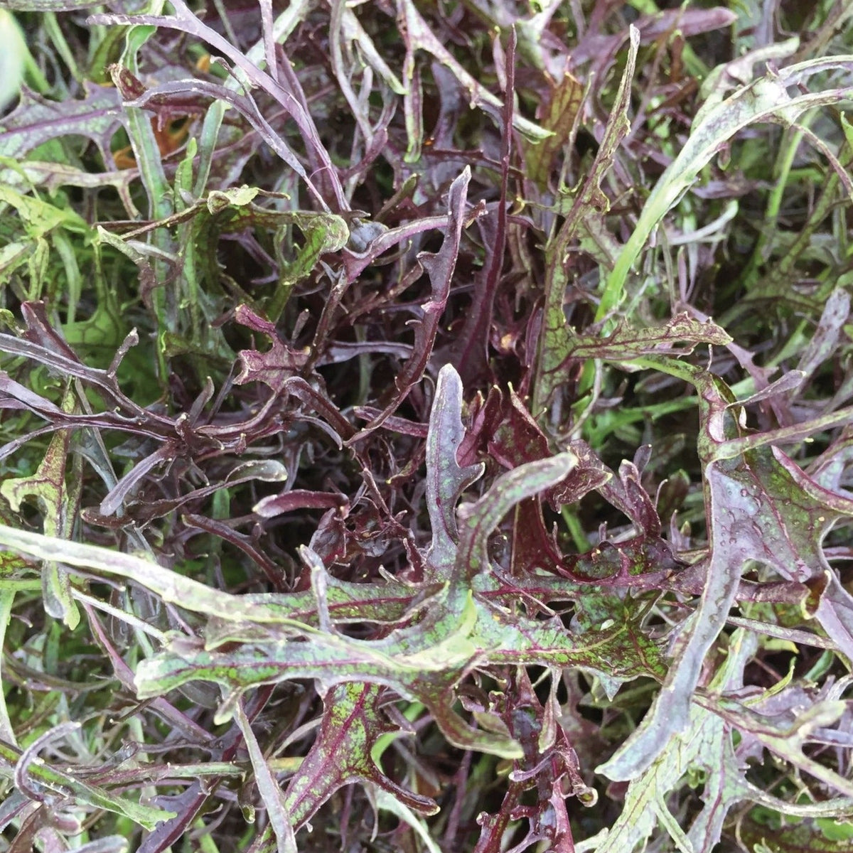 Mizuna Red Streaks Mustard by MIgardener