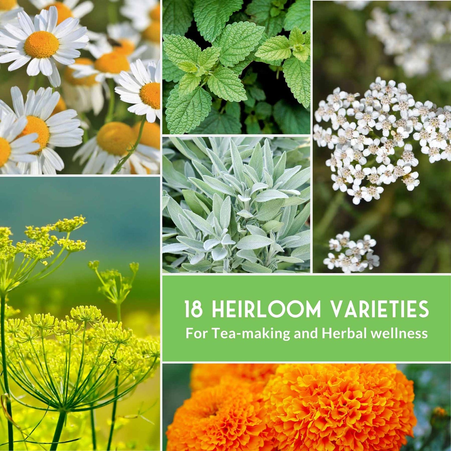 Medicinal Herb Collection - 18 Medicinal Herbs
