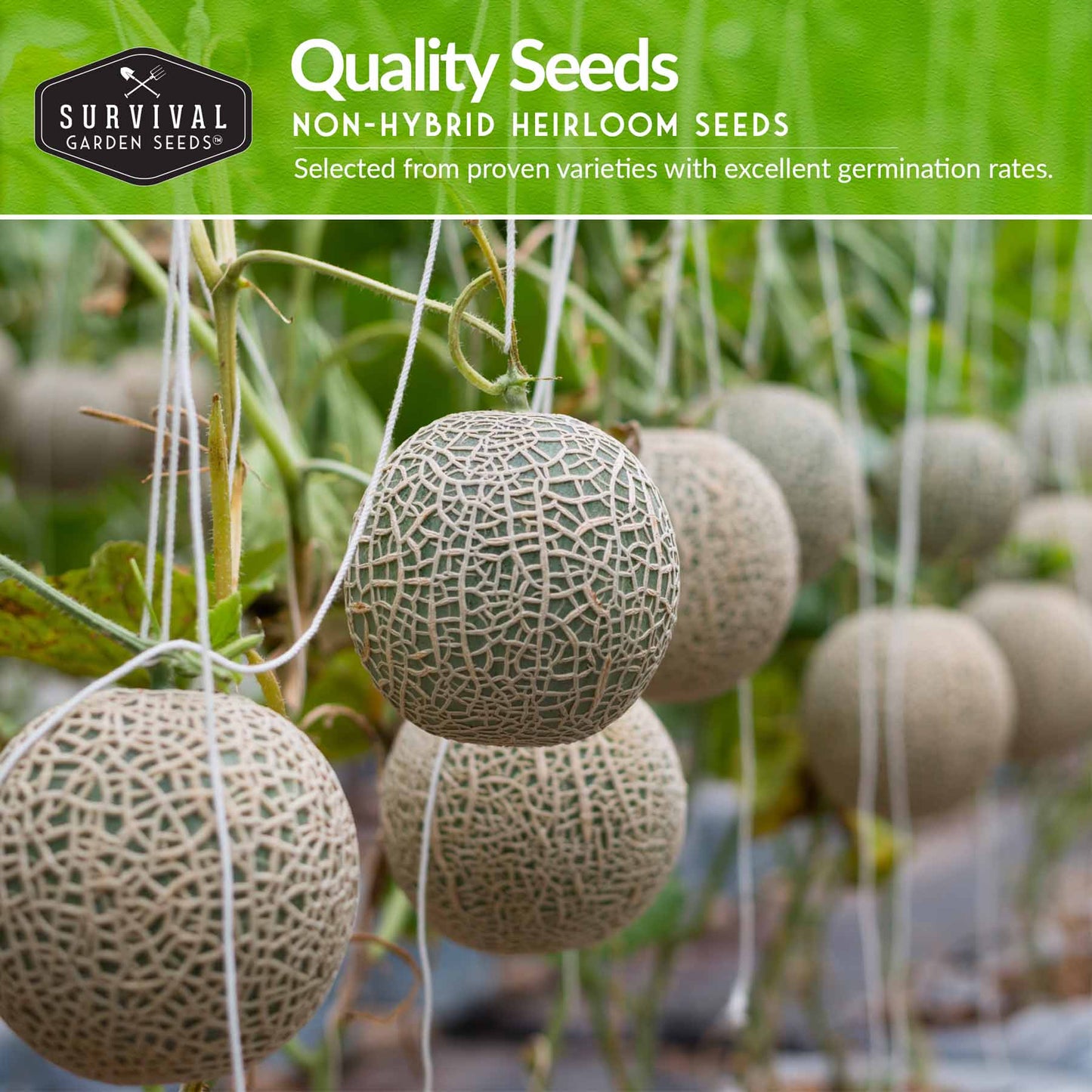 Melon Seed Collection - 6 Melons and Cantaloupes