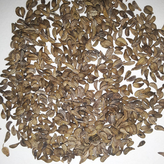 Herb Parley, Mossy Curled Seeds