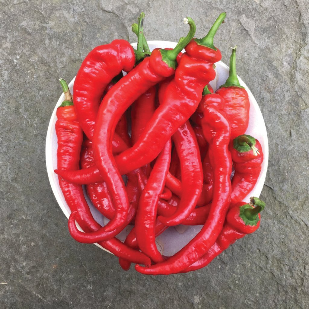 Jimmy Nardello Pepper