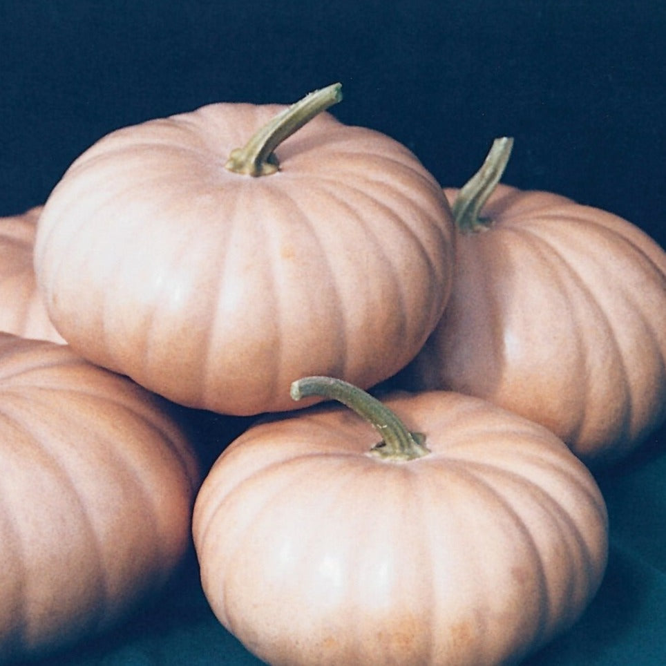 Long Island Cheese Pumpkin