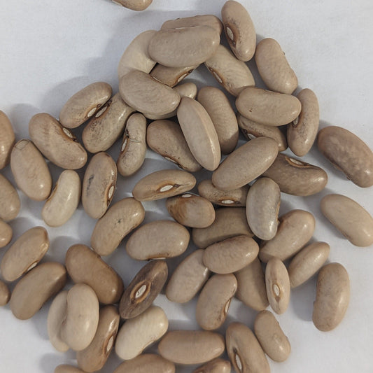 Purple pod Heirloom Pole Bean Seeds