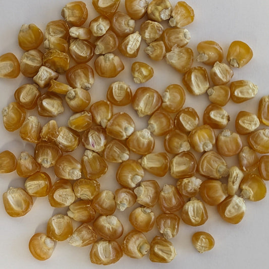 Golden Bantam 12 Row Untreated Heirloom Sweet Corn Seeds