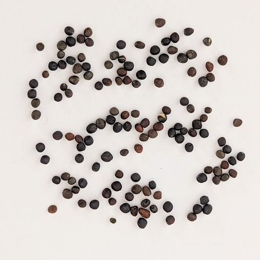 De Cicco Heirloom Broccoli Seeds