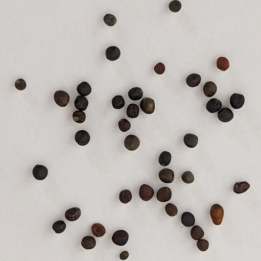 Gypsy Hybrid Broccoli Seeds