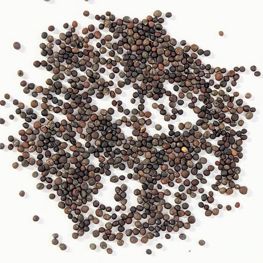 Broccoli Bargain Blend Seeds