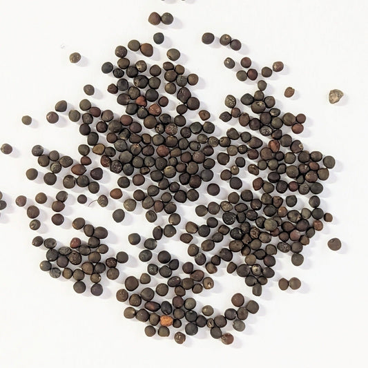 Long Island Improved Heirloom Brussels Sprouts Seeds