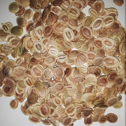 Parsnips Hollow Crown Seeds